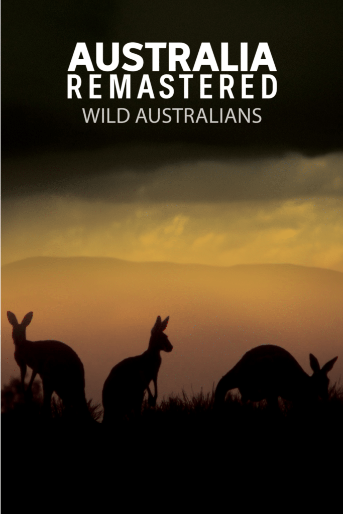 Poster for Australia Remastered: Wild Australians. Foley: Infidel Studios.