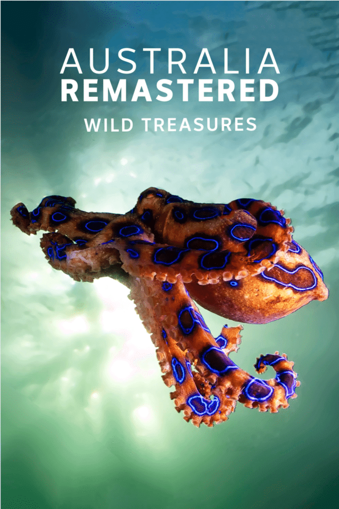 Poster for Australia Remastered: Wild Treasures. Foley: Infidel Studios.