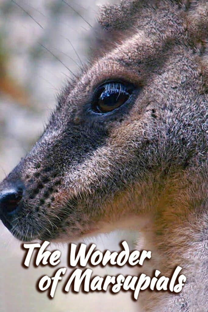 Poster for The Wonder of Marsupials. Foley: all episodes.: Infidel Studios.