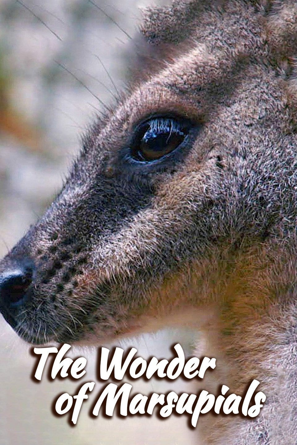 Poster for The Wonder of Marsupials. Foley: all episodes.: Infidel Studios.